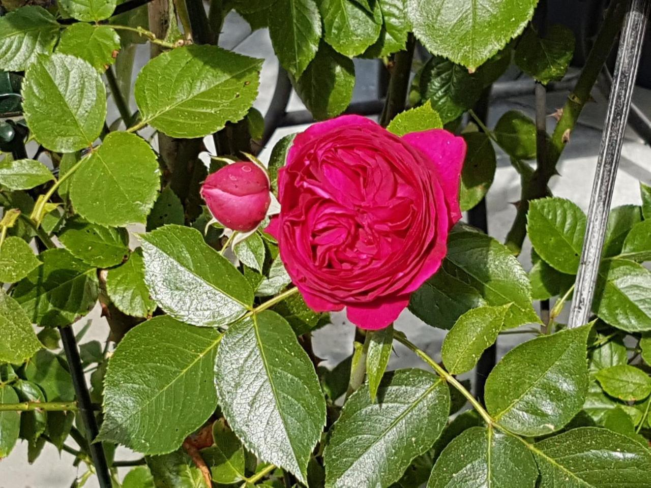 מלון FDH Landgut Apfelrose מראה חיצוני תמונה